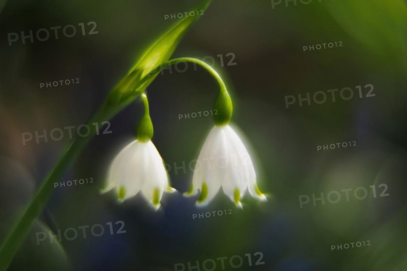 Spring snowflake