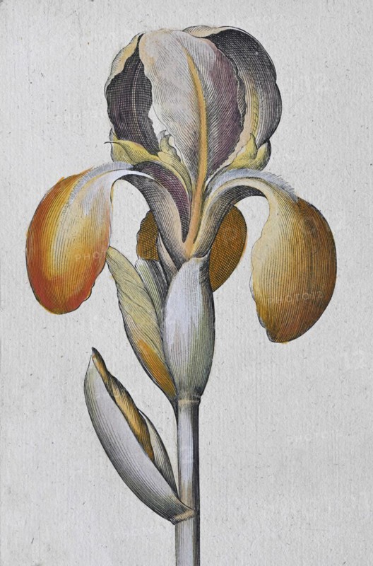 Irises