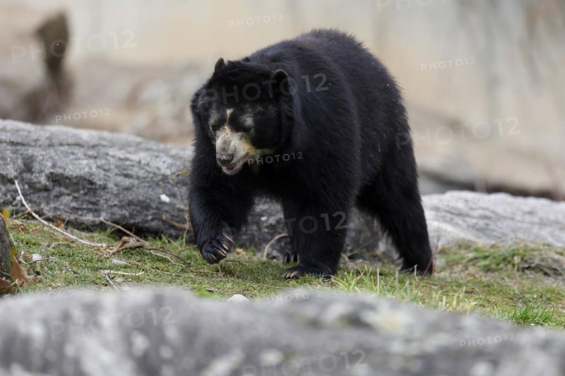 Andean bear