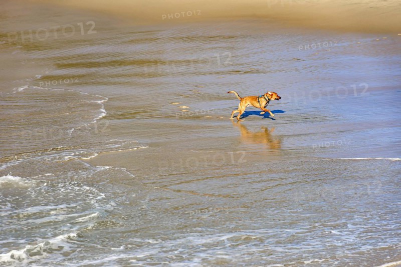 Dogs running and playing on the beach water in the morning in Ipanema