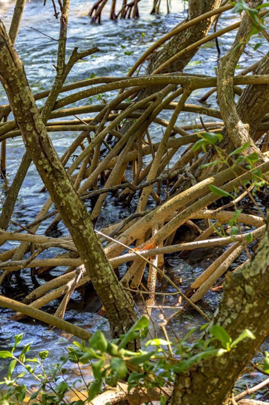 Dense vegetation in the tropical mangrove forest with its roots meeting the sea water with the rivers and lakes of Brazil