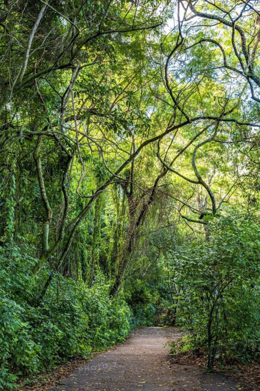 Path through the rainforest in the hills of the city of Rio de Janeiro