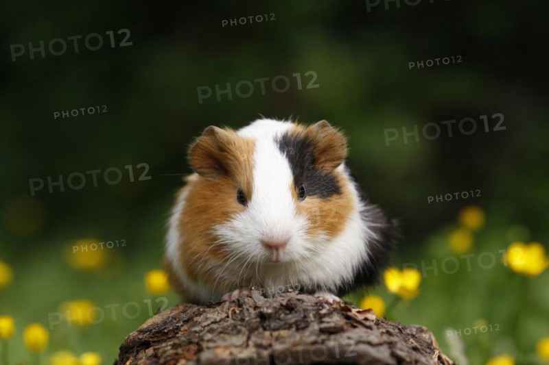 Guinea Pig pigs