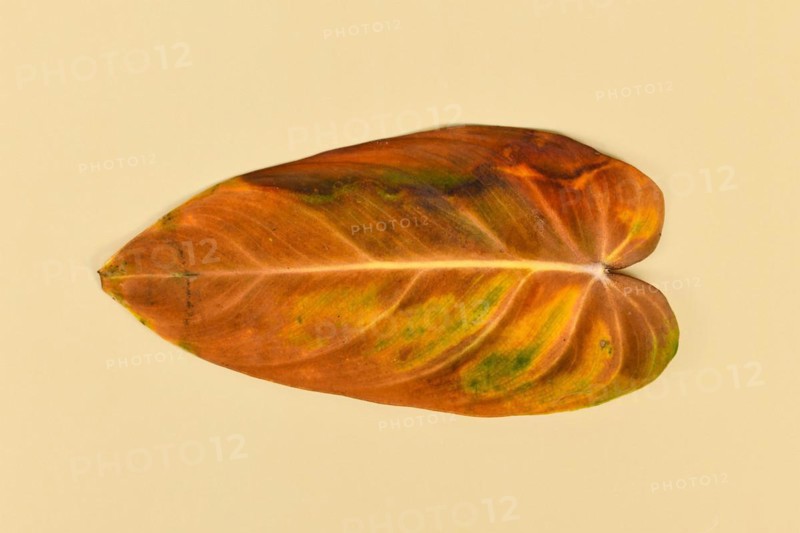 Yellow withered leaf of neglected dying 'Philodendron Melanochrysum' houseplant on yellow background