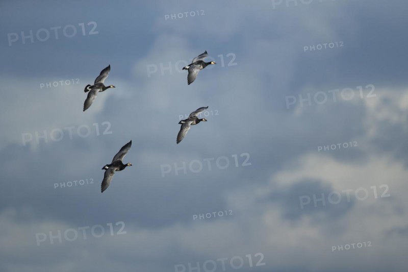 Barnacle goose