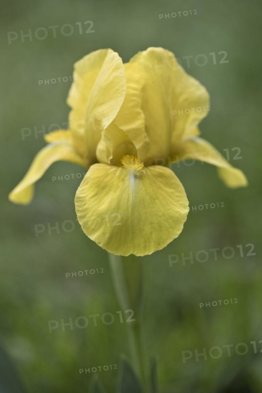 Dwarf iris