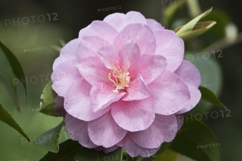 Camellia