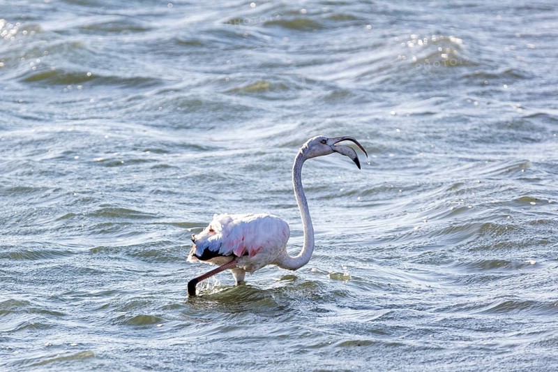 Flamingos