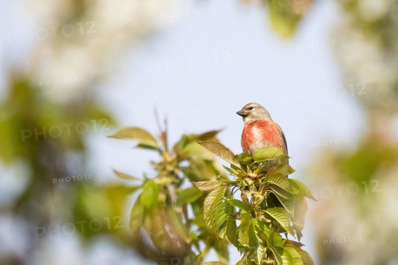 Linnet