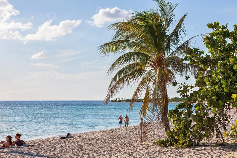 Palm tree