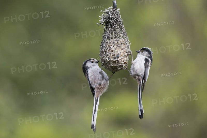 Long-tailed tits