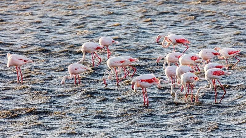 Flamingos