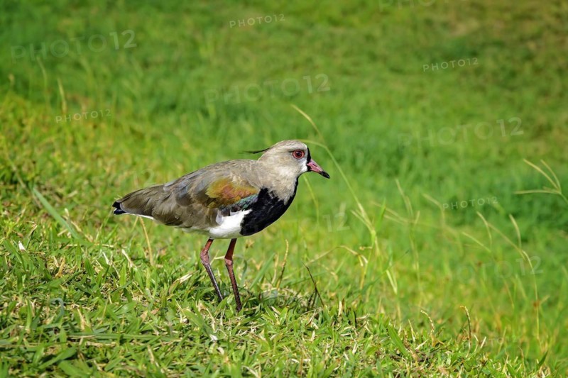 Southern lapwing perched on the grass