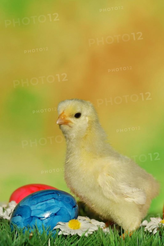 Domestic chicken