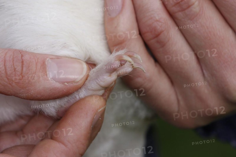 Guinea Pig pigs