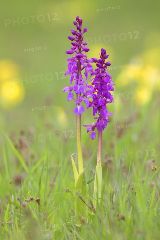 Early purple orchid