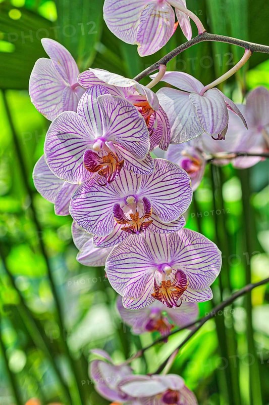 Butterfly orchid