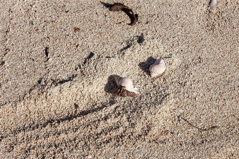 Crab