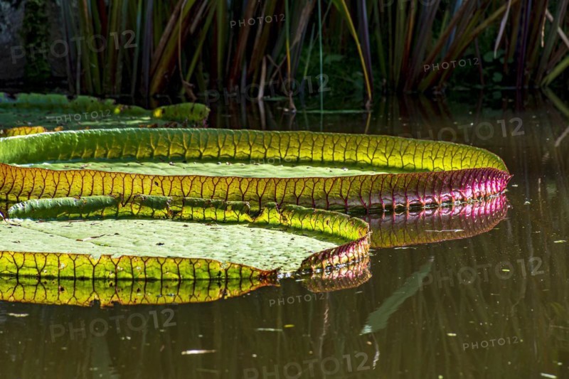 Water Lily typical of the Amazon with its characteristic circular shape floating on the calm waters of a lake