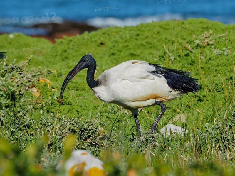 African sacred ibis