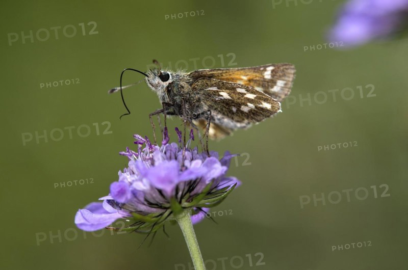 Silver-spotted skipper