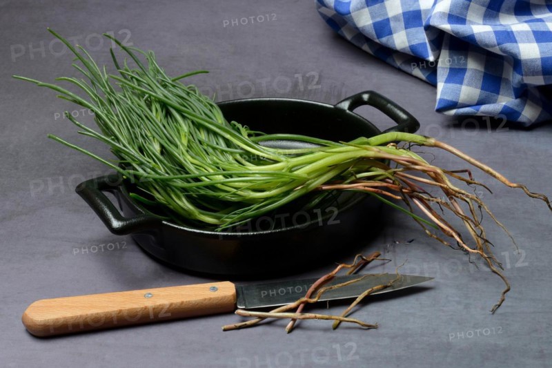 Monk's beard with knife on pot
