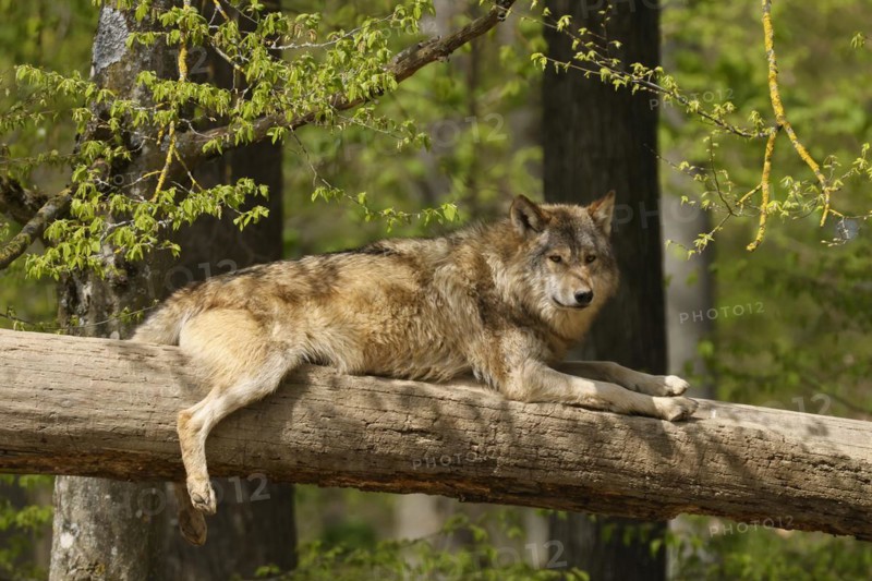 Algonquin wolf