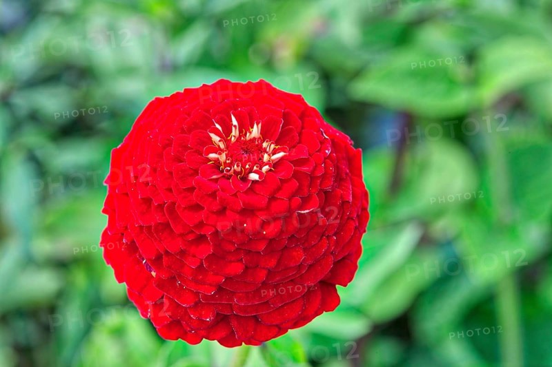 Zinnia