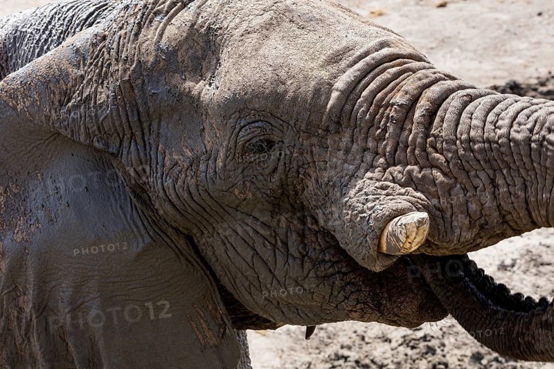 African elephant