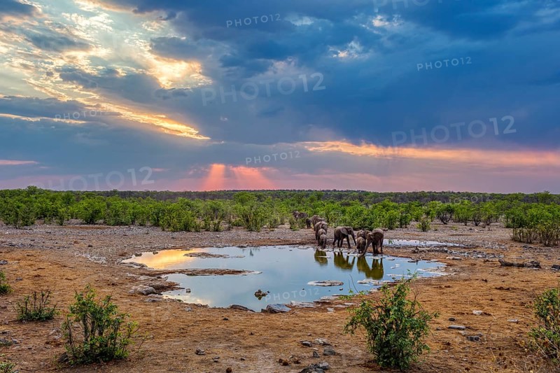 African elephants