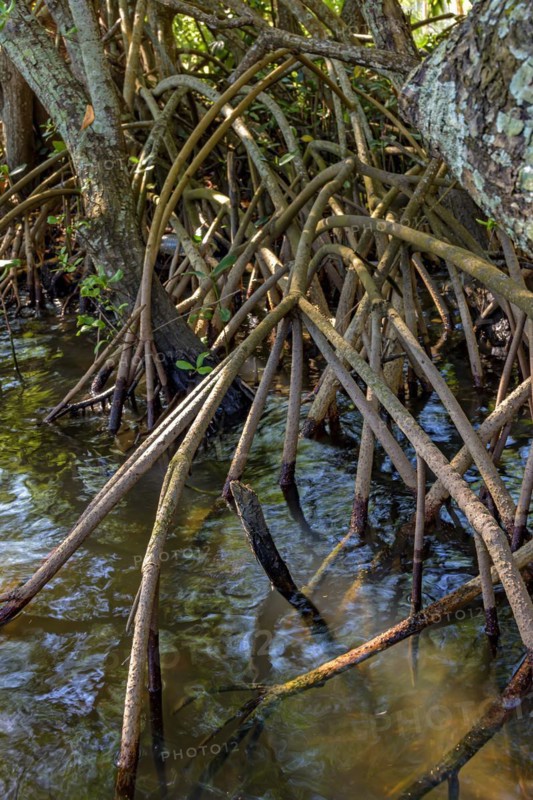 Roots and aquatic vegetation typical of common mangroves in Brazil's tropical ecosystem