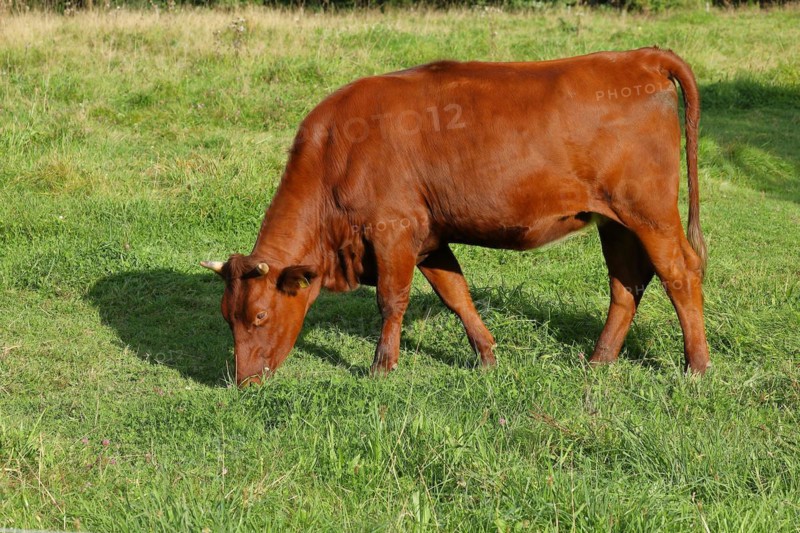 Domestic cattle