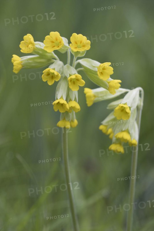 Common cowslip