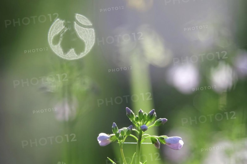 Meadowfoam in spring