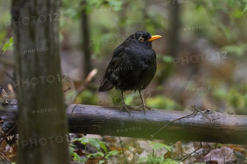 Blackbird