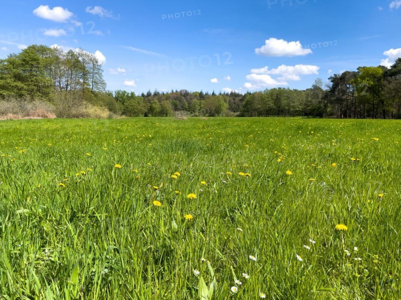 Tall grass of spring meadow