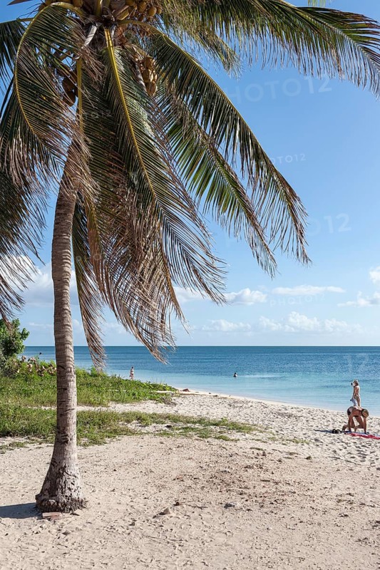 Palm tree
