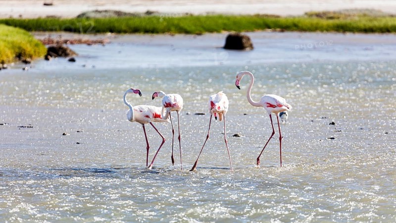 Flamingos