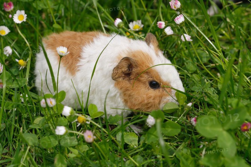 Guinea Pig pigs