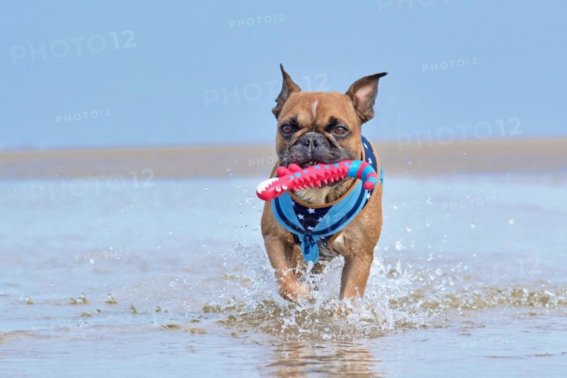 Brown French Bulldog dog with sailor harness carrying toy in muzzle while playing fetch at the beach on vacation