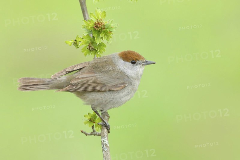 Blackcap