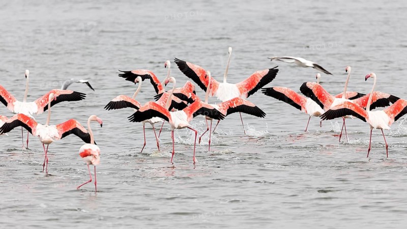 Flamingos