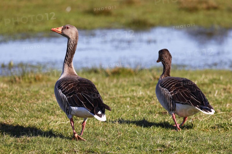 Greylag geese
