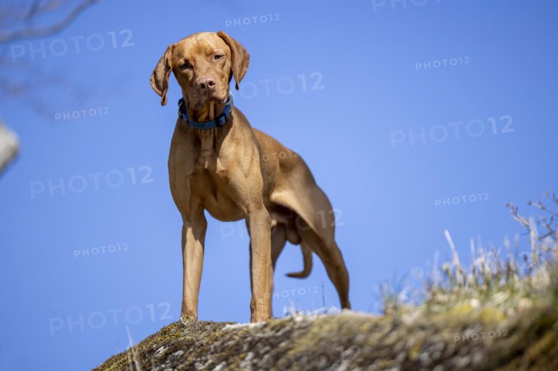 Roevidszoru Magyar Vizsla