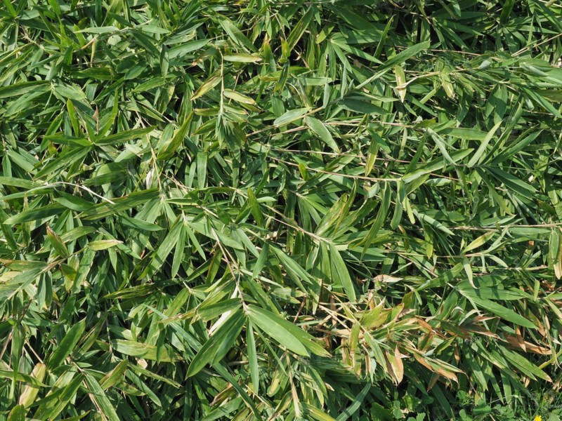 Green bamboo leaves texture background