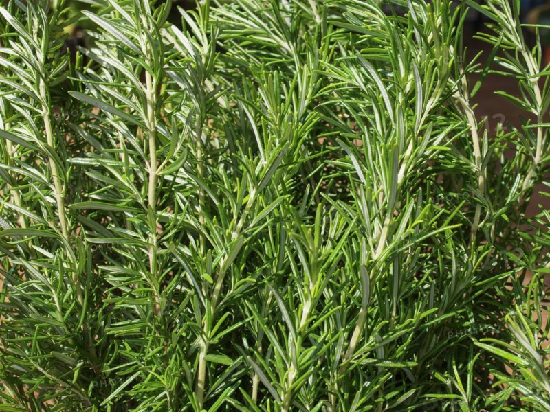Rosemary