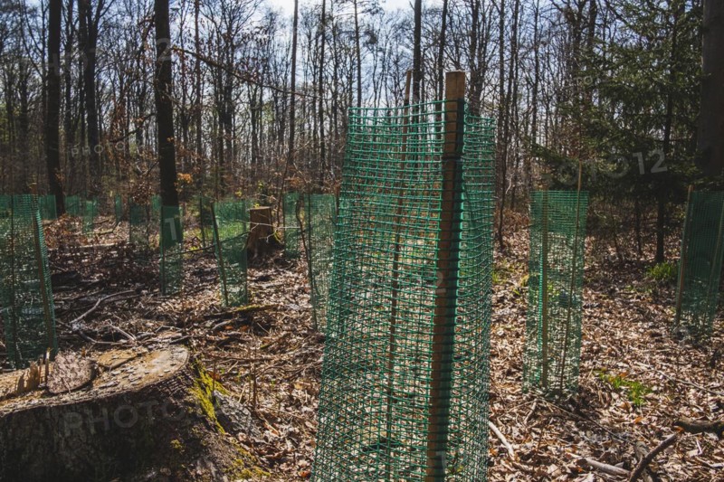 Young pine seedlings with tree guard during afforestation