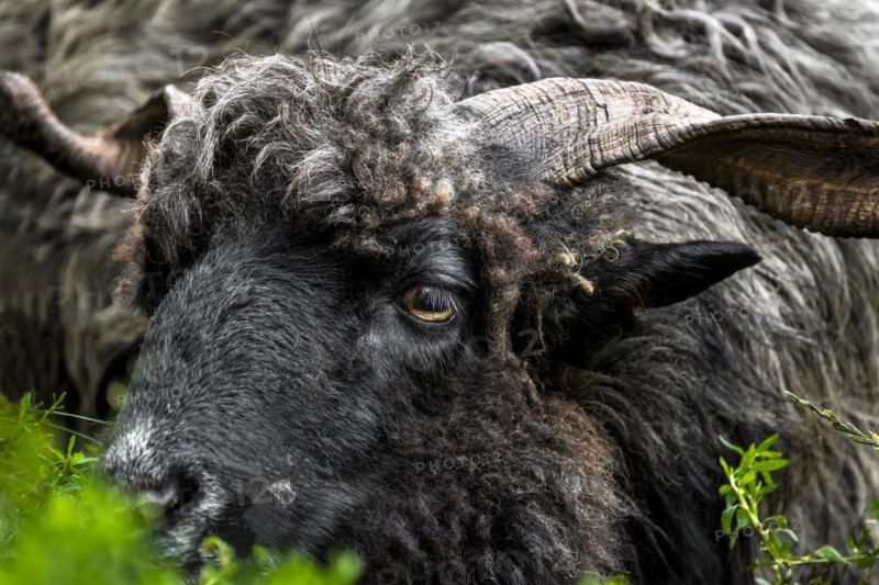 Portrait of a black male Hortobagy Racka Sheep