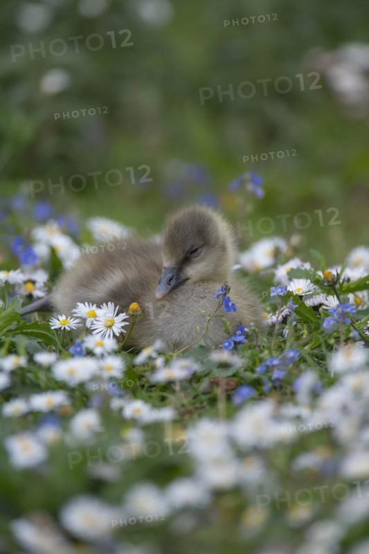 Greylag goose