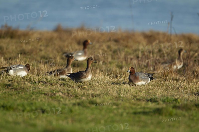 Eurasian wigeon